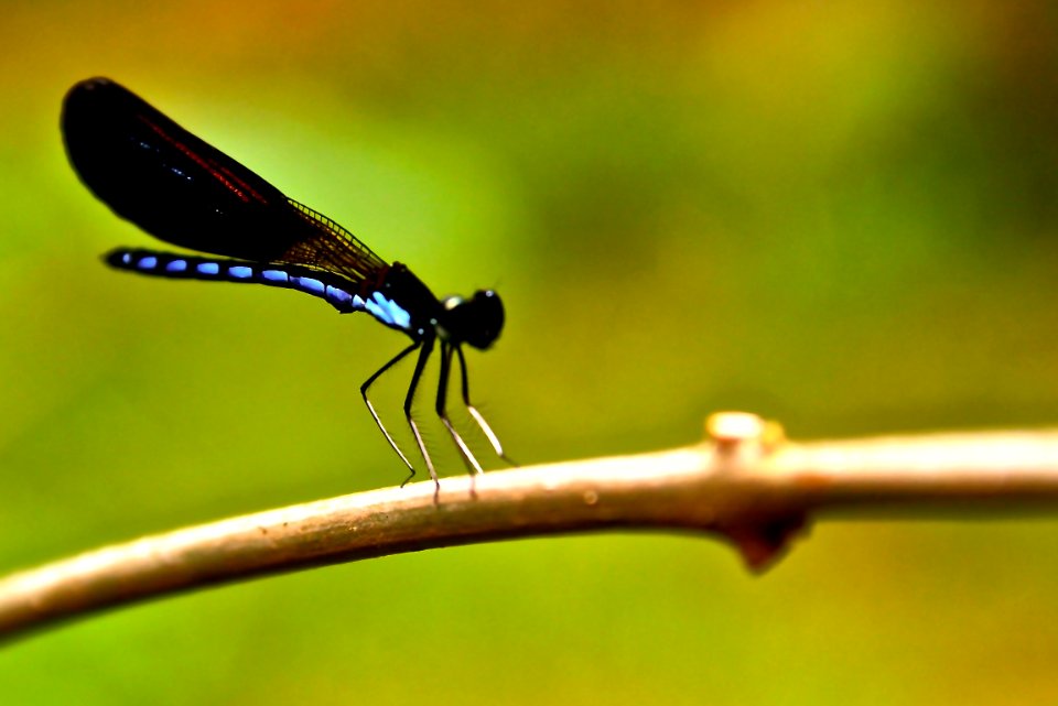 Insect, Indonesia, Halmahera