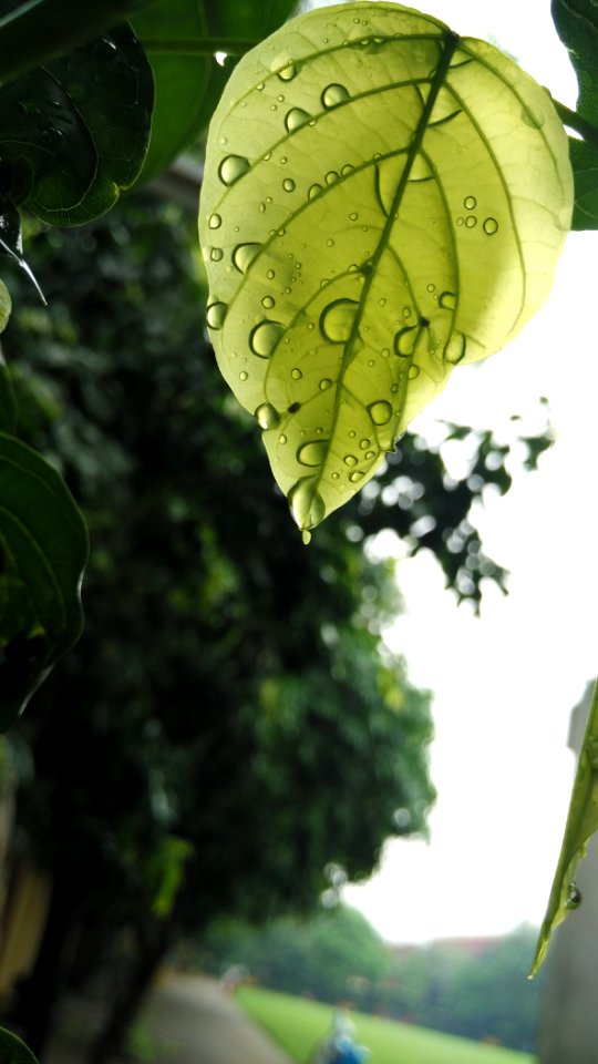 Punjab, Dhadda lehna, India