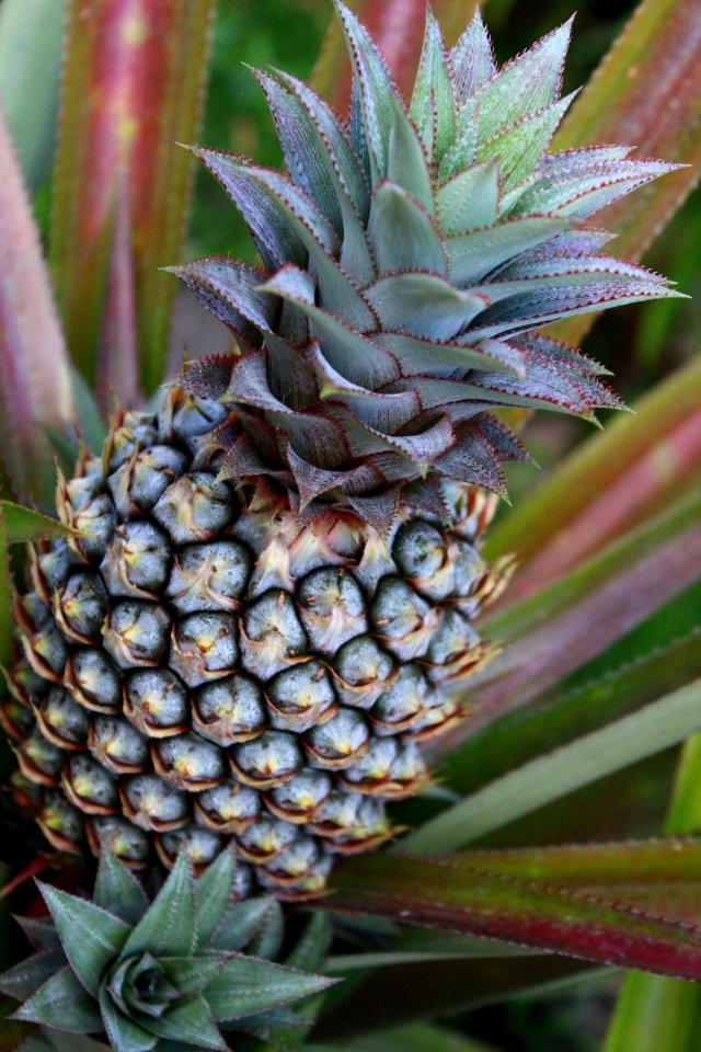 Tahiti, French polynesia, Pineapple