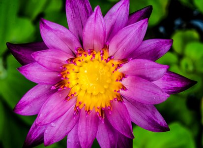 Flower zoom in blossom garden photo