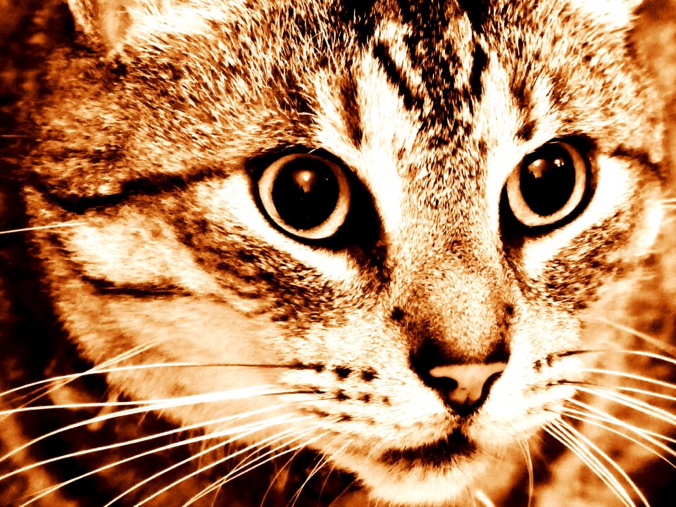 Mieze pet domestic cat