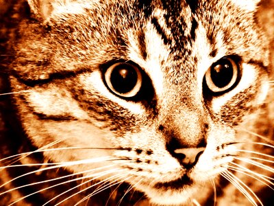 Mieze pet domestic cat