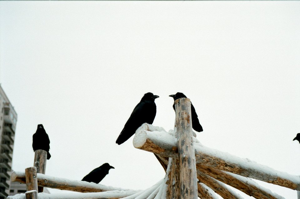 Yellowknife, Canada, Black