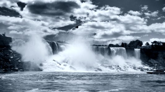 Niagara falls, Canada, Bird photo