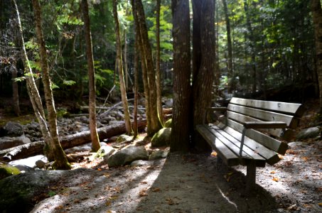 Bench, Forest, Trees photo