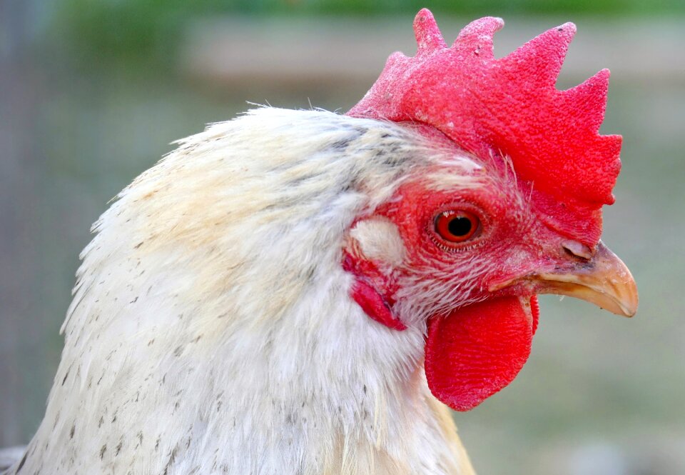 Pet laying hens free running