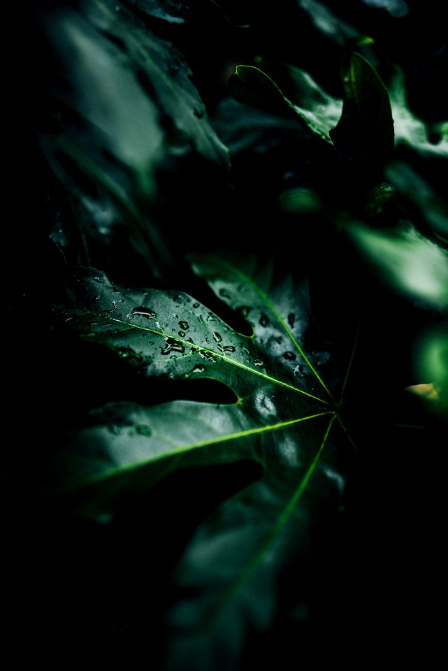 low-light photo of water drops on leaf