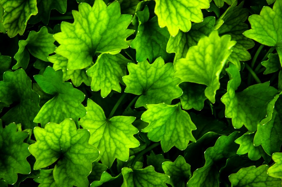 Garden foliage fresh