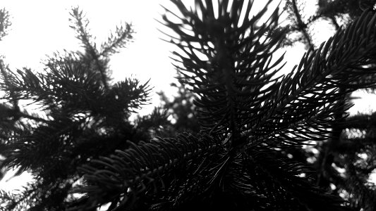 Forest, Blur, Summer