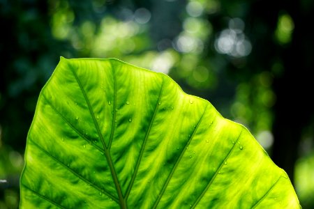 closeup photo of green taro plant photo