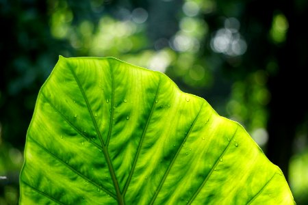 closeup photo of green taro plant