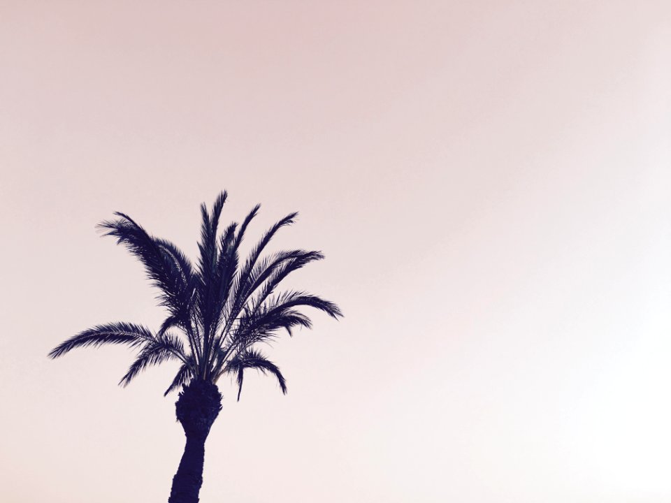 Spain, Palm, Palm tree