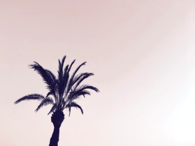 Spain, Palm, Palm tree