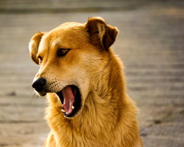 photo of long-coated brown dog barking photo