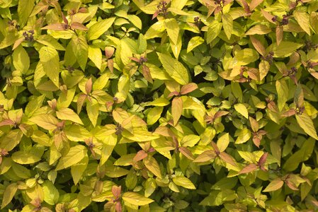 Color colorful green