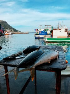 Cape town, South africa, Hout bay harbour photo