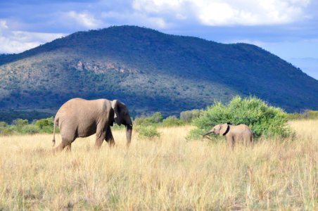 South africa, Pilanesberg national park, Nature