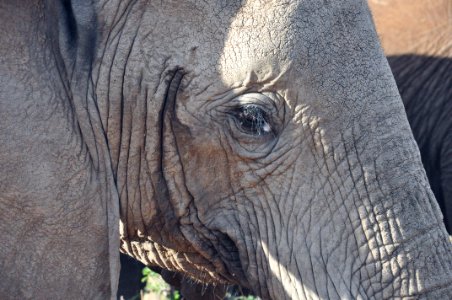 South africa, Pilanesberg national park, Close up