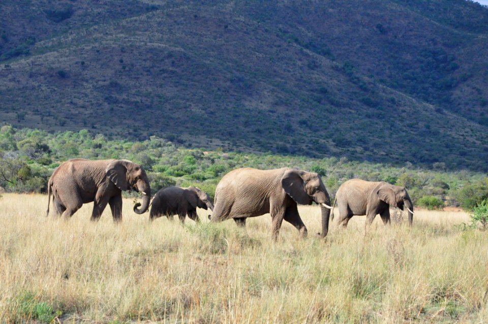 South africa, Nature, Pilanesberg national park