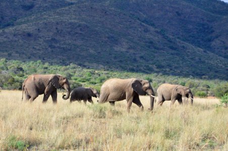 South africa, Nature, Pilanesberg national park photo