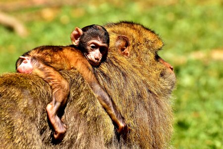 Endangered species monkey mountain salem animal