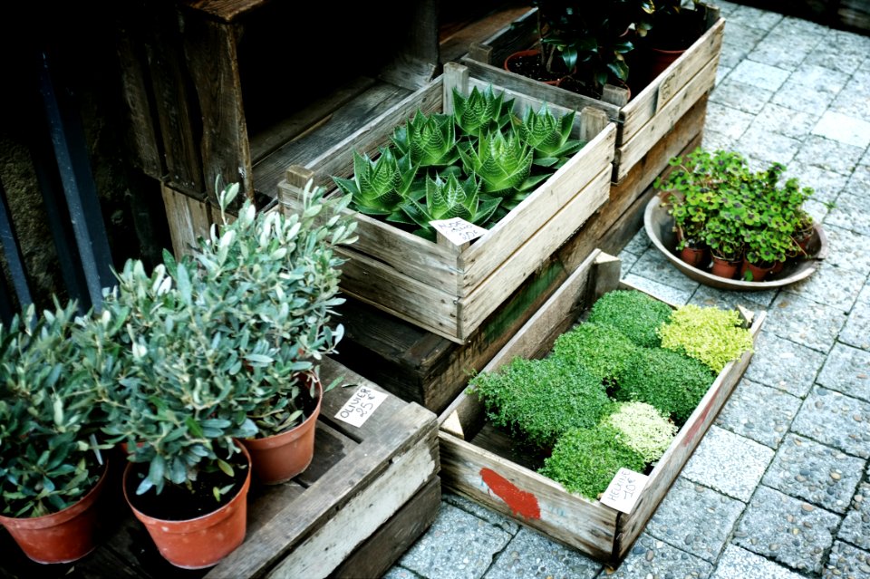 boxes of green leafed plants on grey pavement