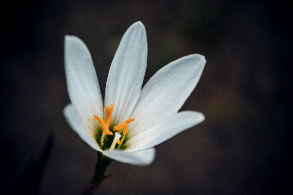 Garden, Park, Flower
