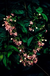 Flowers, Park, Forest