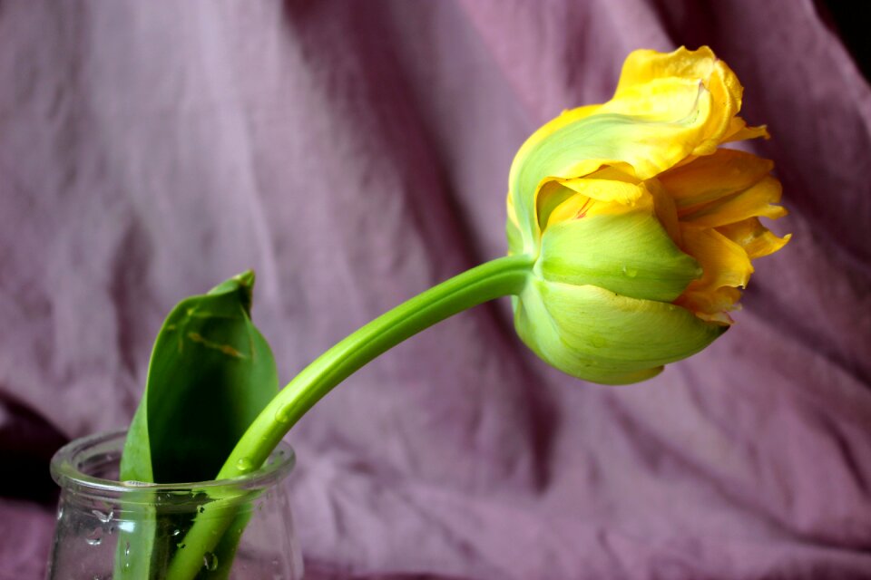 Yellow flower tulip spring