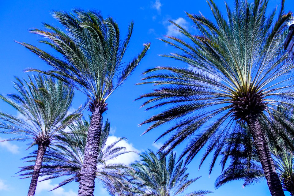 Caribbean, Blue sky, Coconuts