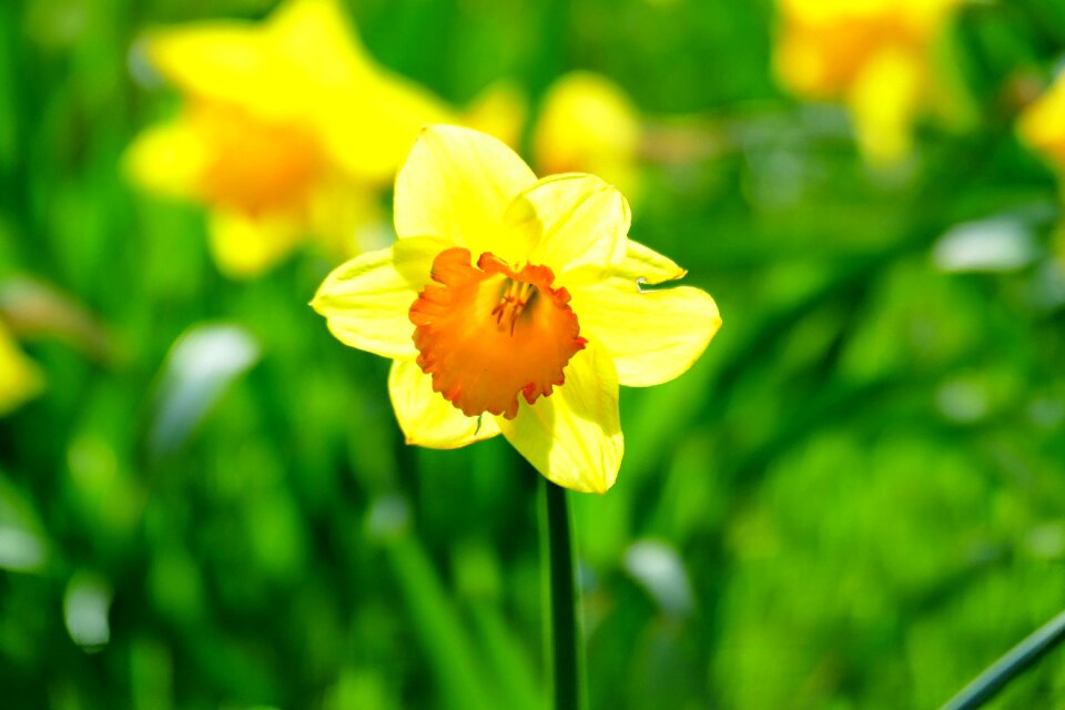 Yellow blossom bloom