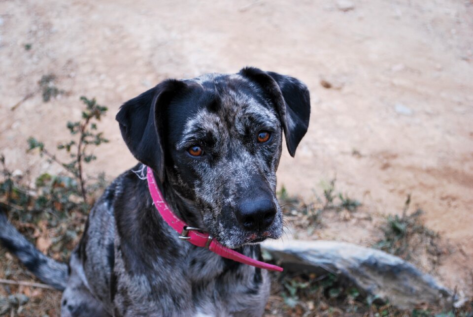 Dog leopard dog black and grey dog