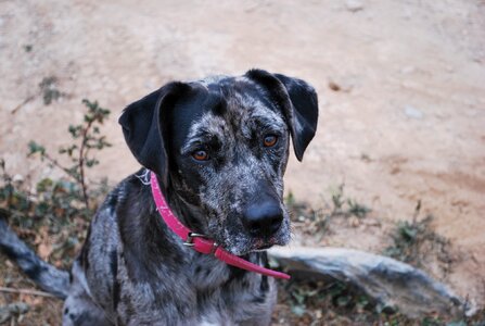 Dog leopard dog black and grey dog