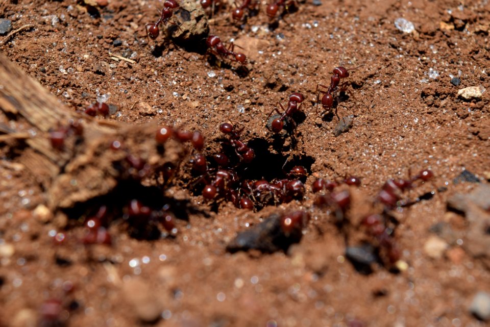 El arenal, Mexico, Ground
