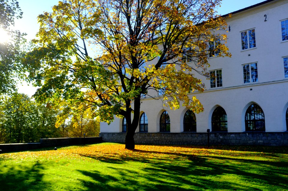 Vika, Norway, Foliage
