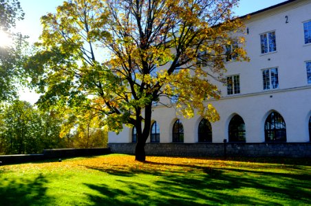 Vika, Norway, Foliage