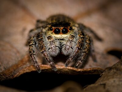 Close up macro arachnids photo