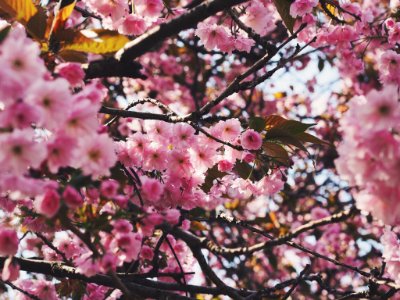 Blossom, Bergen, Norway