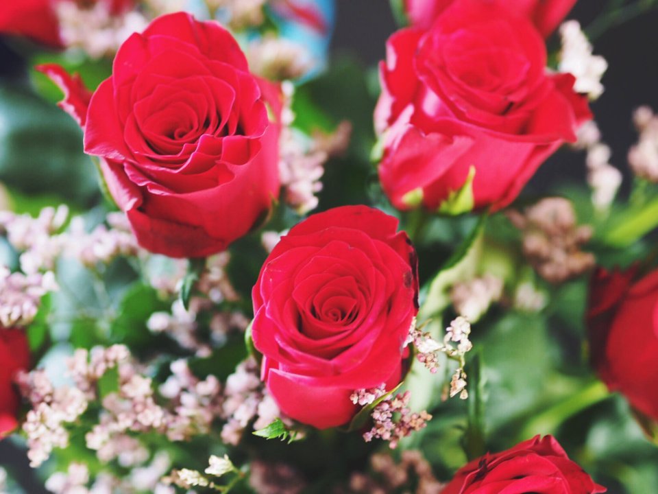 Roses, Rose, Flower