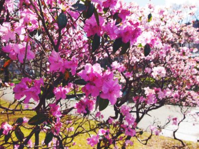Blossom, Flowers, Pink photo