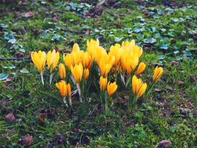 Bergen, Norway, Easter photo