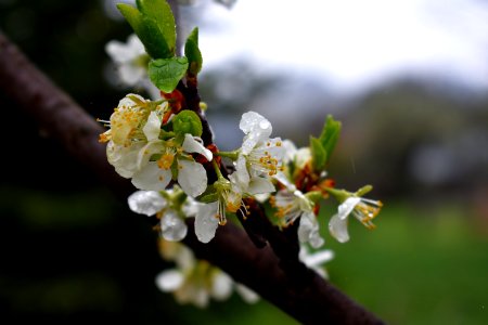 Nature, Amazing, Life