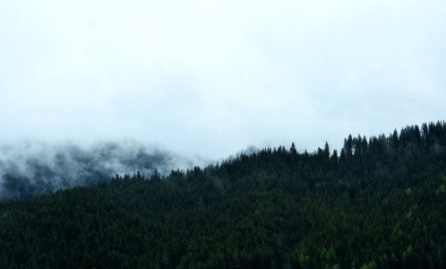 forest view on cloudy sky during day time photo