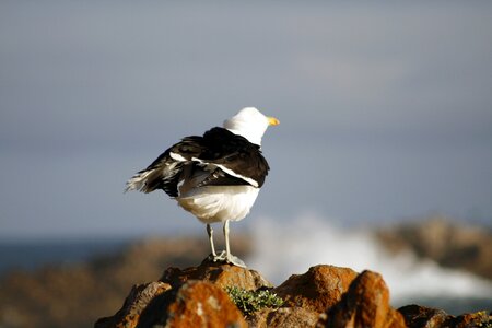 Rocks seagull waves feathers ruffled