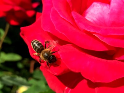 Red, Roses, Bee photo