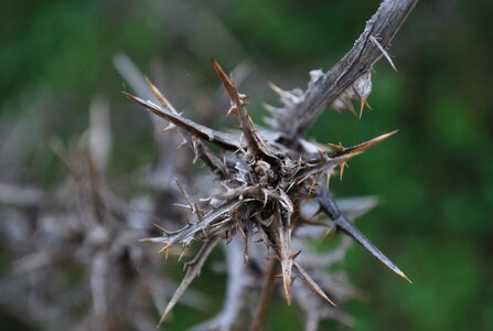 Thorn dead plant