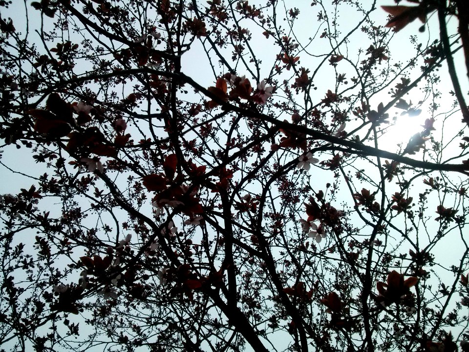 Spring