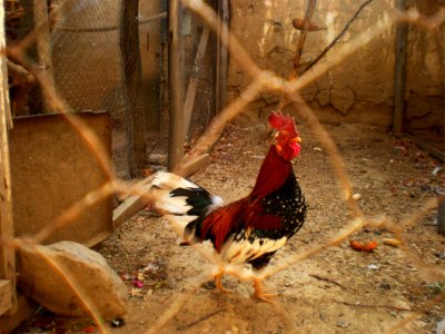 red and black rooster on brown surface photo