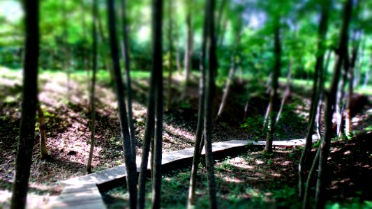 Birai, Lithuania, Forest
