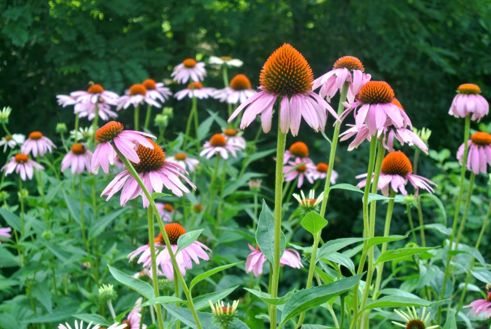Missouri, United states, Grow